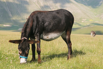 Portrait of grazing donkey