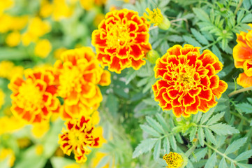 marigolds flowers in the garden