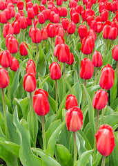 Obraz premium Red Impression Tulips