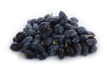 honeysuckle isolated