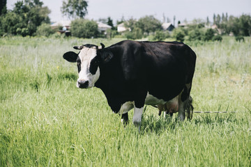 Beautiful black and white cow lying in the summer farm field