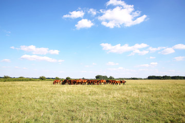 Panoramic view of herd of horses when grazing on meadow