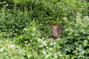 Naklejka na ściany i meble European Red Fox. Red foxes in the wild nature, sits on the edge of the forest, looking at the camera.