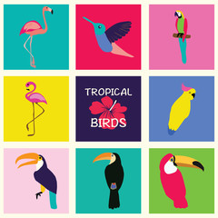 Fototapeta premium Vector hand drawn Tropical Set of birds.