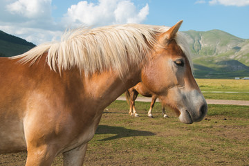 Fototapeta premium Profile of haflinger hose