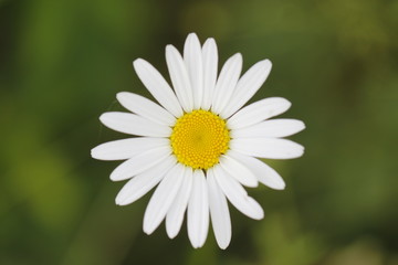 camomile 
