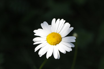camomile 