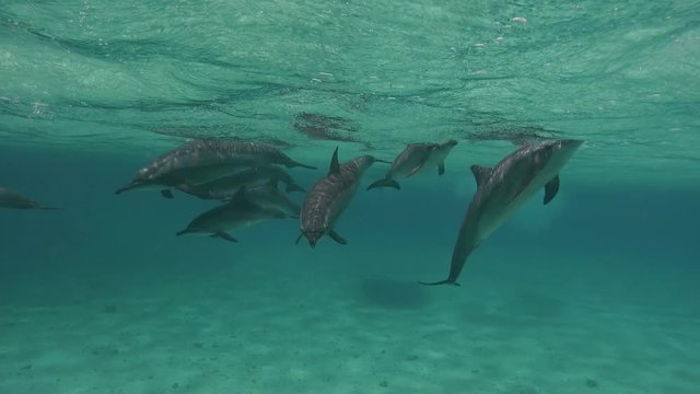 У дельфинов брачный период. Увлекательные погружения с дельфинами у рифа Сатая. Дайвинг в Красном море близ Египта.