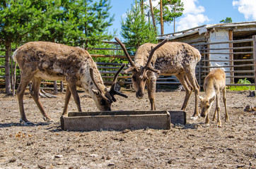 Two elks with big horns and its baby eating in the park. 