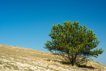 Obraz premium lonely tree on the hill in summer day