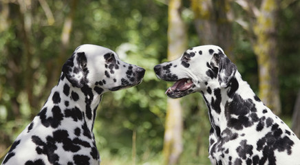 Love and friendship between two dalmatian dogs - obrazy, fototapety, plakaty