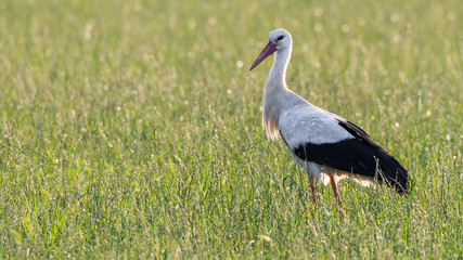 Storch Weißstorch (Ciconia ciconia) im Gegenlicht auf einer Wiese bei der Futtersuche