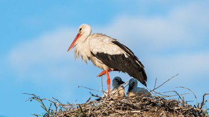 Storch Weißstorch (Ciconia ciconia) auf seinem Nest mit seinen Küken den Jungstörchen