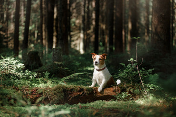 Dog in the forest moss