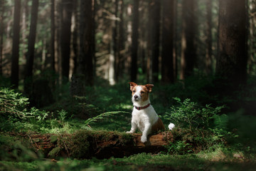 Naklejka na ściany i meble Dog in the forest moss