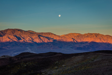 Yellow flowers on a background of mountains. Sunset at Artist's Drive, Death Valley National Park