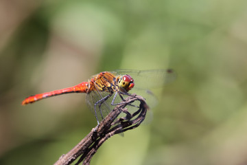 Red dragonfly. Side view.