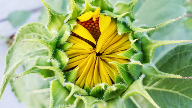 Close-up of the green bud of a sunflower.