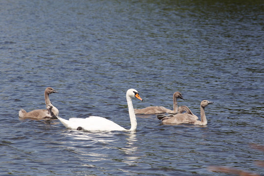 Swans. Training young.