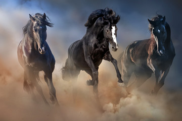 Three horse with long mane run gallop in sand
