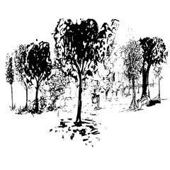 Hand drawn vector sketch. Ink illustration. Trees. Park.