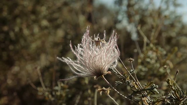 Flowers at Sunset Crater Monument, Arizon, USA - Graded and stabilized version. Watch also for the native material, straight out of the camera.