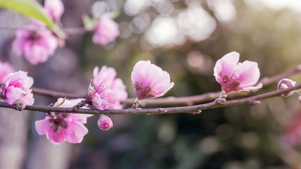 pink cherry blossom flowers (sakura) in the garden, (Vintage color).