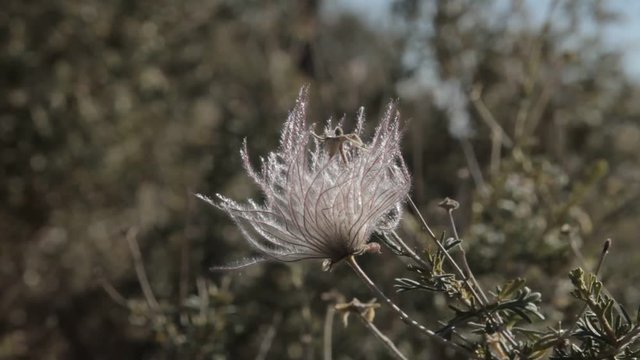 Flowers at Sunset Crater Monument, Arizon, USA - Native Material, straight out of the cam, watch also for the graded and stabilized version