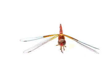 dragonfly macro isolated on white background