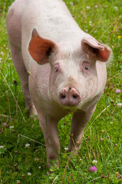 Schwein auf Wiese