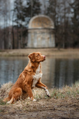 autumn, Toller dog in the park