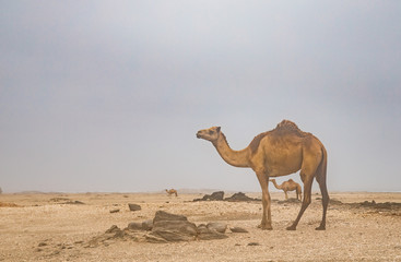 Camels in a desert in Salalah, Oman