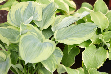 Hosta or plantain lilies leaves background