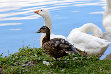 White geese with a duck at a pond