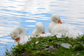 Three cute white geese cleaning themselves