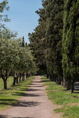 Weg mit Olivenbäumen an der Ingresso Autobus Catacombe di S. Callisto in Rom