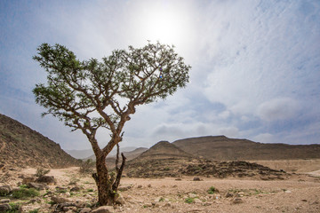 Naklejka premium Frankincense trees in Salalah, Oman