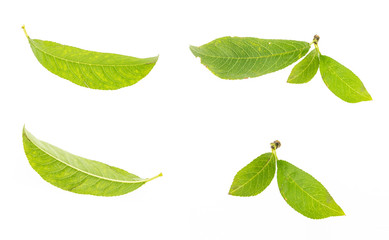 Green leaf collection, isolated on white background.