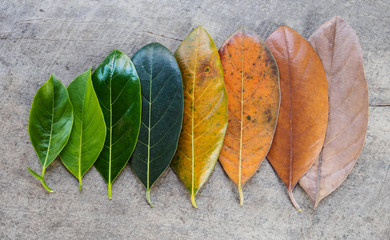 Top view multi color leaf on wood background, period time of leave