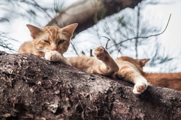 Cat sleeping on top of the tree