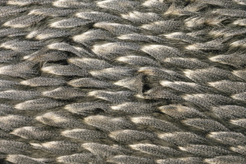 Feather Texture