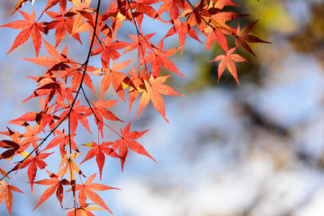秋、紅葉