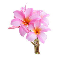 Tropical flowers pink frangipani/ plumeria flower isolated on wh
