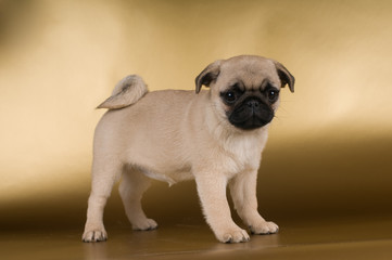 Obraz premium Pug puppy on golden background