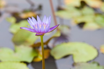 Lotus flower or water lily inside a pond