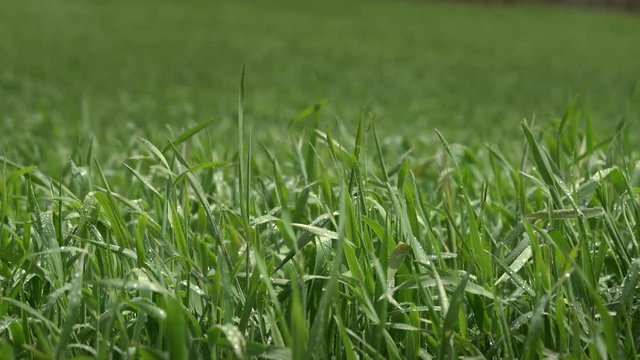 Wind Moving The Green Grass Close Up
