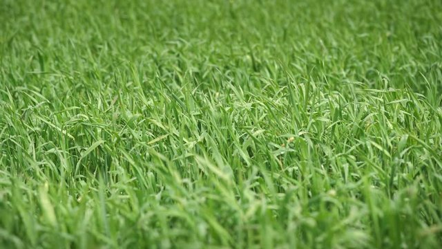 Wind Moving The Green Grass Close Up