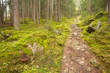 walking into the forest long a path in a cloudy day. No people a