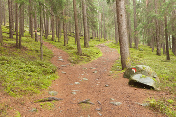 A single alpine path splits in two different directions. It's an