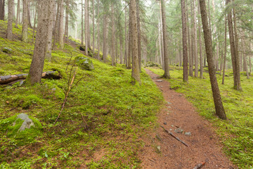walking into the forest long a path in a cloudy day. No people a